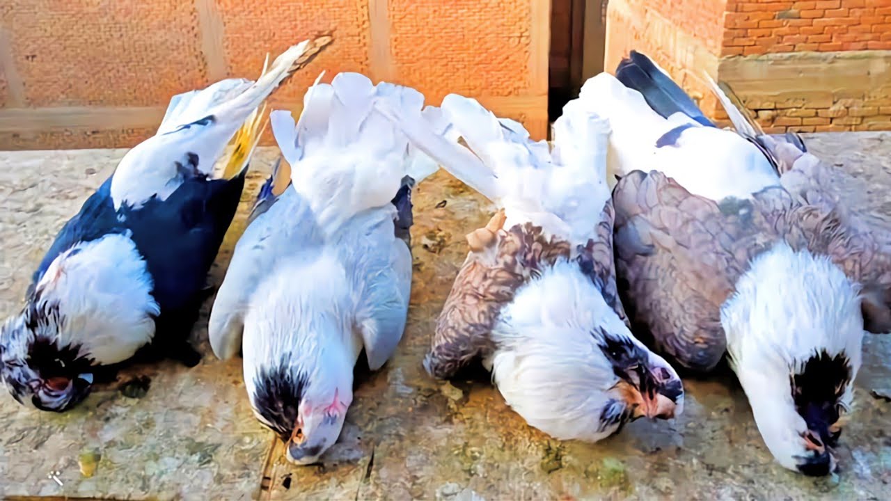 الحمام كله مات 😔 شوف السبب ايه 😯