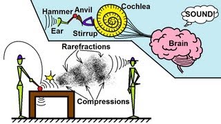 Physics 20 Sound and Sound Waves (1 of 49) What is Sound? Net Worth