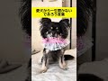 喋れたとしても一生言わないであろう言葉 #チワワ #犬のいる生活 #shorts