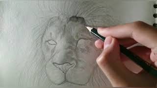 كيفية رسم الاسد الجزء الثاني how to draw a lion part 2?
