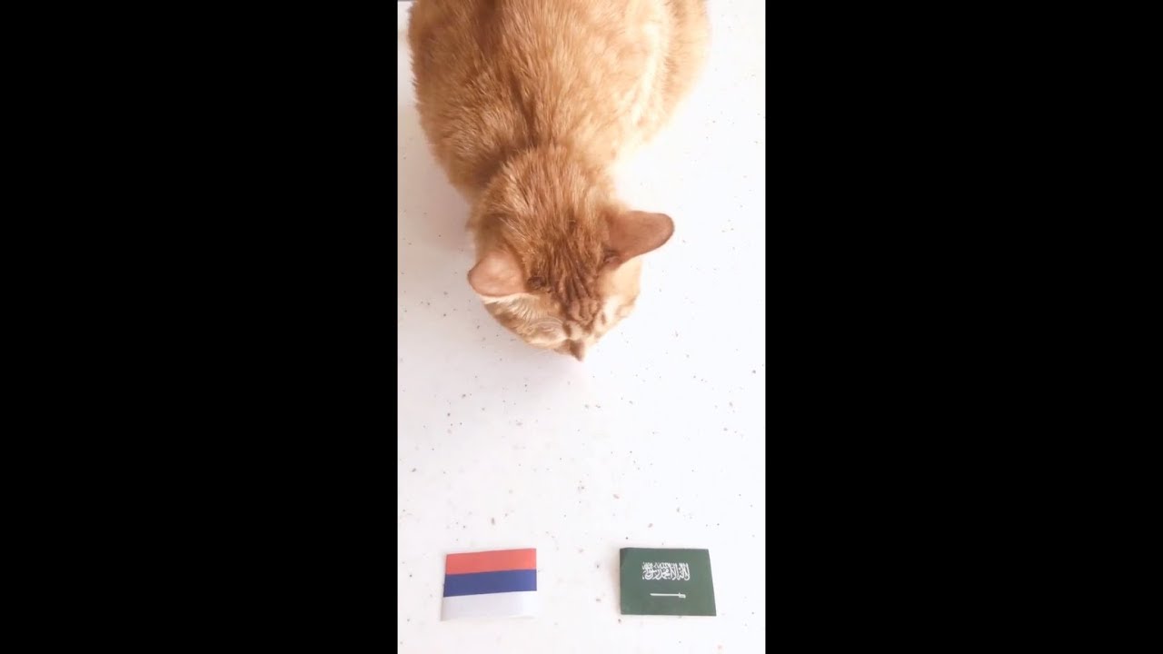 Kucing Oracle 2018 Kumpulan Video Lucu Terbaru Piala Dunia 2018 Kucing Oracle 2018 Kumpulan Video Lucu Terbaru Piala Dunia 2018