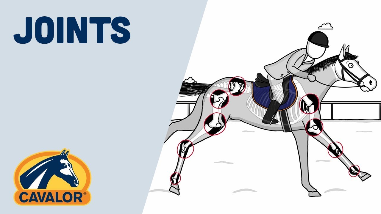 How to take care of your horse's joints YouTube