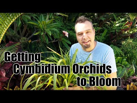Video: Hoe om cymbidium-orgideë nat te maak?