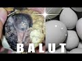🔴ASMR Balut Duck Embryo EXOTIC DELICACY ep.10