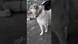 İşte Gerçek Kangal