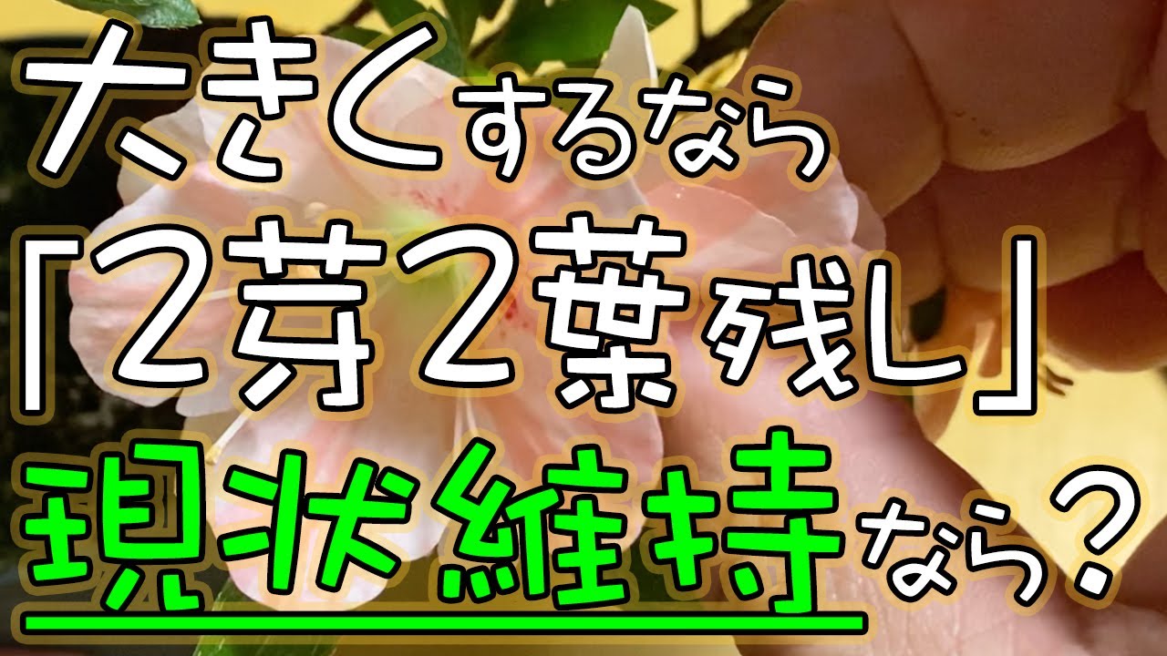 ゆきぽん様　確認用　2芽2鉢 Thank you for the beautiful flowers again this year. - YouTube