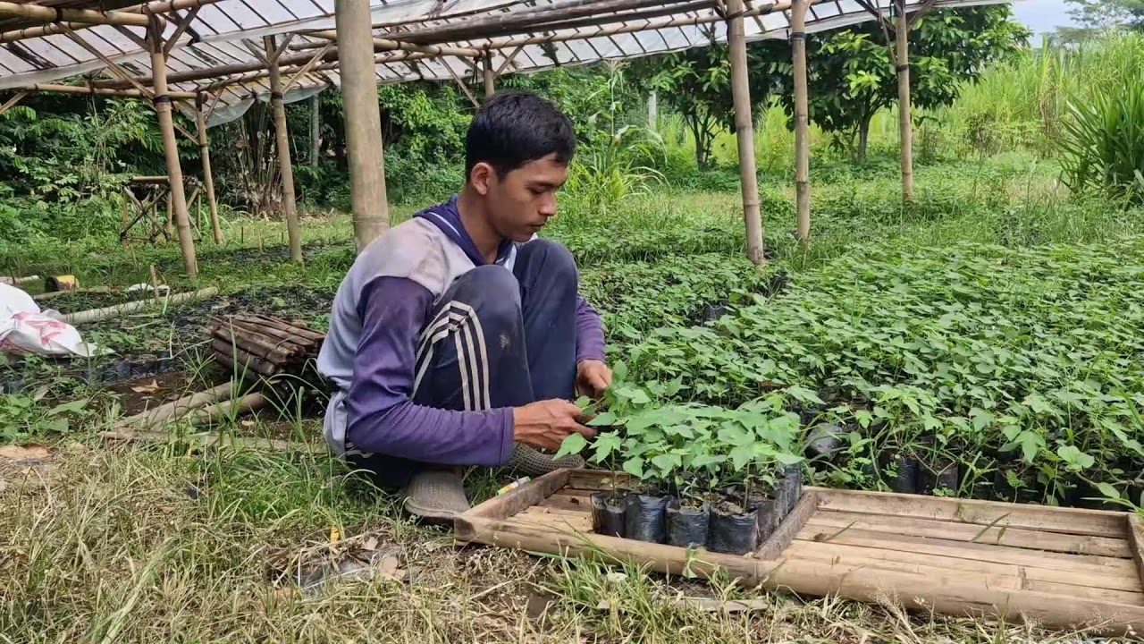 SMART WAY TO ORGANIZE PAPAYA SEEDLINGS IN SEED TRAYS FOR REPLANTING - Agriculture Gardening