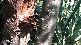 Последний танец. Бабочка Адмирал в сетях паука. Крым. Ялта. Admiral butterfly in spider webs