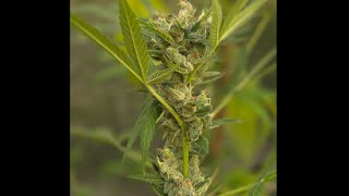 WEedNerdWorld 6/5/26