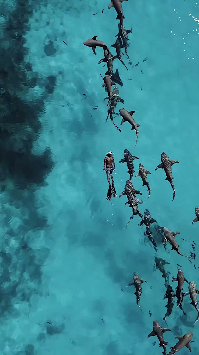 Berenang di kumpulan ikan hiu #hewan #hewanbuas #hewanlucu #hewanunik #hewanlaut #ikanhiu #viral