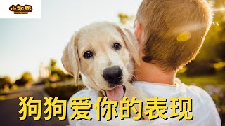 【TOP 6】狗狗爱你的表现 【小知识】
