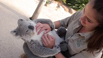 Quali alberi abbracciano i koala?
