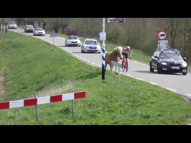 Horse runs alongside Rider at ZLM Tour class=