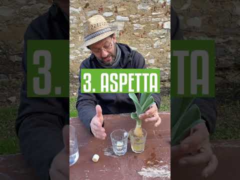 Video: I porri e le cipolle verdi sono la stessa cosa?