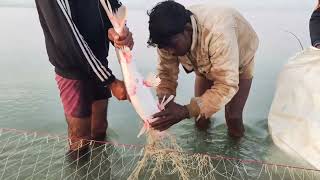 Village Net amazing fishing singhhada fish and karai fishing with River