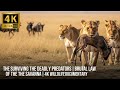 The Surviving the Deadly Predators | Brutal Law of the Savanna | 4K Wildlife Documentary