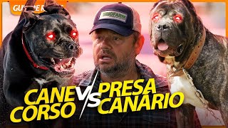 CANE CORSO OU PRESA CANÁRIO, QUAL O MELHOR CÃO DE GUARDA? | RICHARD RASMUSSEN