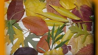 Поделки из листьев.  Как засушить листья мгновенно?