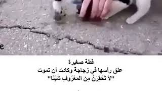 مقطع مؤثر للغاية قطة علق رأسها في زجاجة وكادت انت تموت