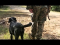 Military Working Dogs Training Military Working Dogs Training