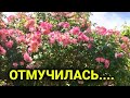 Памяти Розалин| На одну потрясающую маму стало меньше