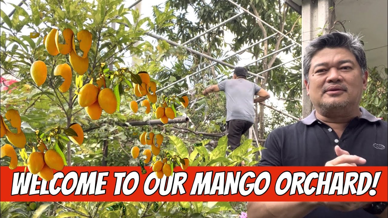 WELCOME TO OUR MANGO ORCHARD