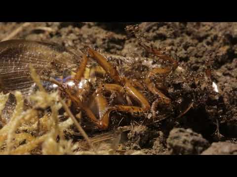 HIDDEN VIDEO: The Titans x Savage Black Crazy Ants X Savage Pharaoh Ants - HIDDEN VIDEO: The Titans x Savage Black Crazy Ants X Savage Pharaoh Ants