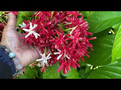 Video: Variability Of Quisqualis Flowers
