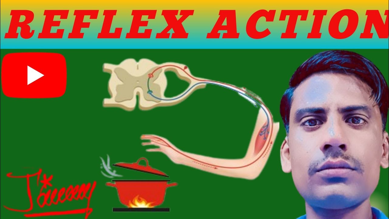 Reflex Action // Reflex Action diagram 