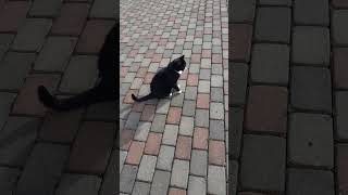 #shorts#life close to the city #kitty Pusha #