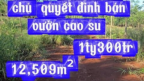 1046⚽️VƯỜN CAO SU ĐẤT ĐỎ ĐẸP, SỔ HỒNG SẴN  12500M² BÁN HẾT 1TY3 