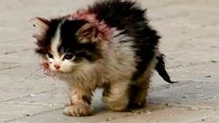 КОТЁНОК БЕЗ ЛИЦА. Стих. КОТЁНОК БЕЗ ЛИЦА. Стих.