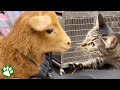 Cat living in vet clinic won&#39;t stop petting the patients