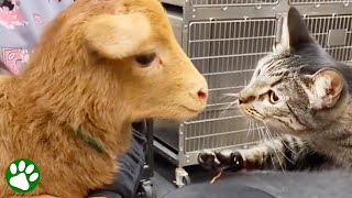 Cat living in vet clinic won't stop petting the patients