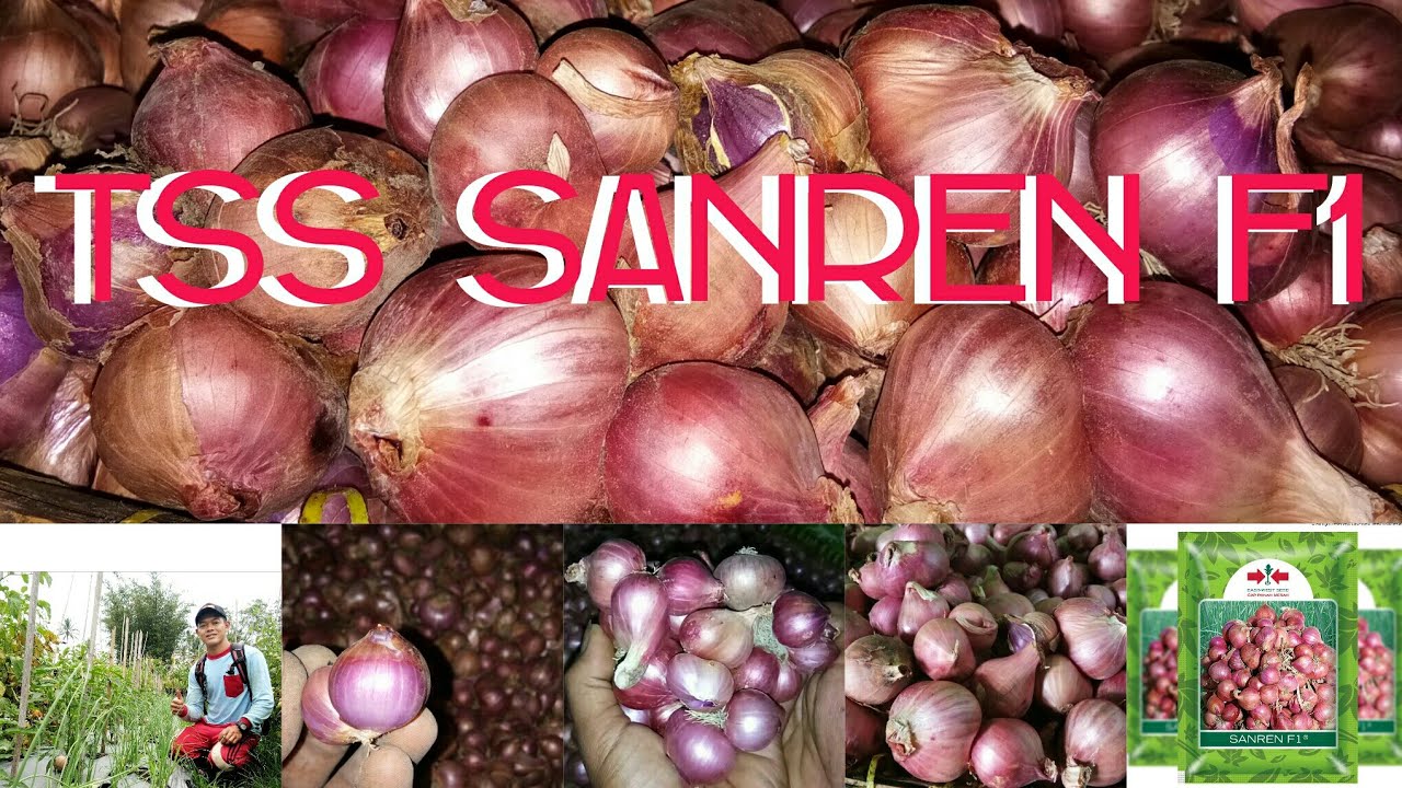SANREN F1, Bawang Merah dari Biji Produksi Tinggi#bawang_merah#sanrenf1