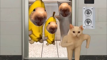 Baby Banana Cat Cry and Happy Videos Episode 58 😺💛