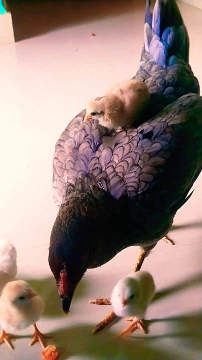 #Manthira punnagayo Manjal nilavo#🐣🐤🐥🐤🐣🐤🐥
