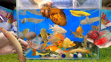 Video tổng hợp cá cảnh đẹp, động vật dễ thương, cá tai tượng châu phi, cá la hán, cá rồng, két panda