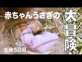 生後５日目！赤ちゃんうさぎの大冒険！成長記録【Rabbit】【子ウサギ】#53