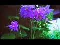 澪標 香西かおり
