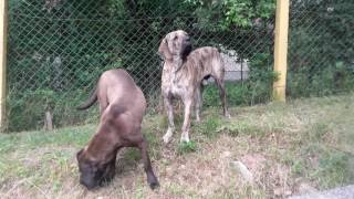 Tosa inu and Fila Brasileiro eating cherries