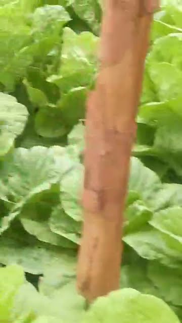 Vidéo NK TECH