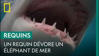 Scène rare d'un grand requin blanc dévorant un éléphant de mer