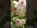 #сакура #весна #красота #природа #цветы #shorts #flowers #fyp