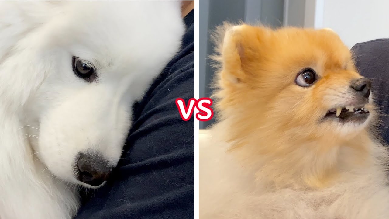 ⁣My Dogs React To A Kiss