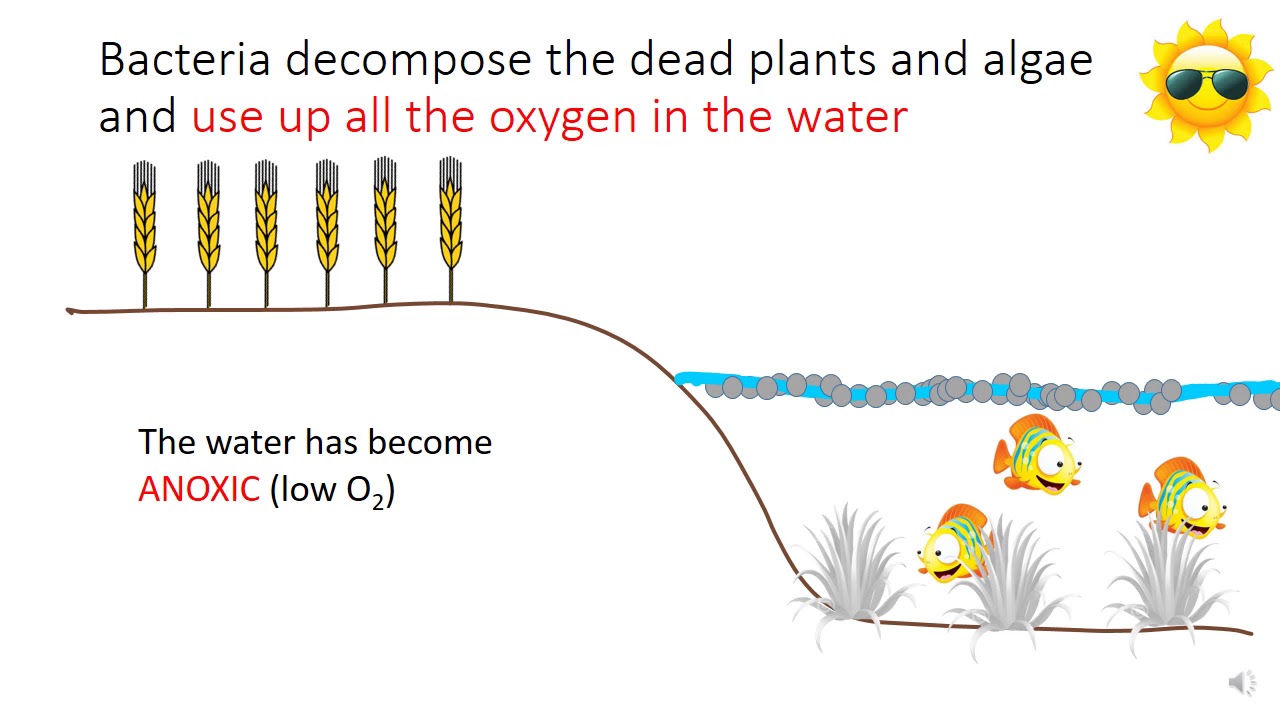 eutrophication case study gcse