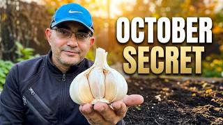 Growing Garlic in Canada 🇨🇦 | Fall Garlic Planting for a Summer Harvest!