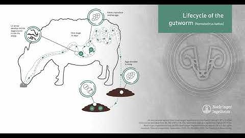 Animated life cycle of sheep gutworm - Nematodirus battus