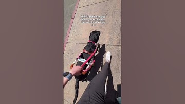 #blind #guidedog #visuallyimpaired #guidedogsfortheblind #guidedogs