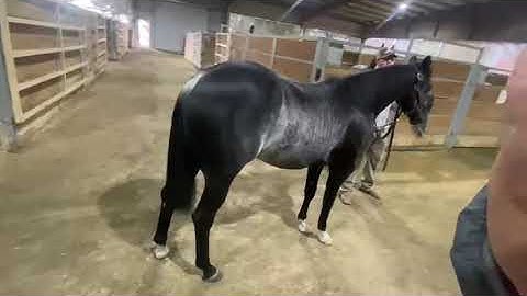 Awesome High Q - 2019 black filly by High Brow Cat - 2020 NCHA Futurity, Hip 4076, LoneOakHorses.com